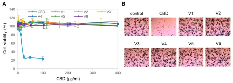 Toxicity of isolated CBD on neuronal cells. (A) Viability of SH-SY5Y cells as a function of treatment with isolated CBD and CBD oils. Error bars were standard deviations across 6 repeated measurements per experimental condition. Cell viability was measured with MTS assays; (B) density of SH-SY5Y cells as a function of treatment with a CBD isolate and CBD oils. SH-SY5Y cells were stained with crystal violet dye and examined with a standard brightfield cell culture microscope. The image field of view has a xy dimension of 1500 µm x 1125 µm.