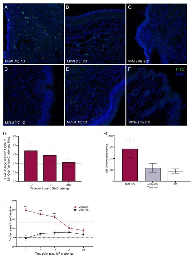 Increased mast cell density in the vaginal canal and elevated tactile ano-genital sensitivity after 10 intra-vaginal MI challenges in previously sensitized ND4 female mice. Representative confocal images of vaginal canal tissue from MI sensitized mice challenged with MI (A–C) or saline D–F) at 1, 7, and 21 days after the 10th MI challenge, respectively. Mast cells stained with FITC-conjugated avidin (green) and nuclei counterstained with DAPI (blue); 200× magnification. (G) Density of avidin+ mast cells in 12 μm vaginal canal cryo-sections from sensitized mice challenged with MI or saline. Results reported as fold change in avidin signal in MI- over saline-treated mice. Dotted line denotes no change. Data pooled from 5–6 mice. (H) Serum IgE content in mice treated with MI or saline in the vaginal canal 1 day after the last MI/saline challenge. NT bar denotes serum IgE levels in naïve age-matched, untreated mice. Significance with respect to vehicle control group * = p < 0.05; 4–6 mice/treatment group. (I) Tactile sensitivity in MI and saline challenged mice, reported as mean ± SEM of the percent decrease from baseline in the withdrawal threshold for each treatment group; n = 17–18 mice/treatment group. Red dotted line = 33% hyperalgesia threshold. Significance with respect to vehicle control group *** p < 0.001.