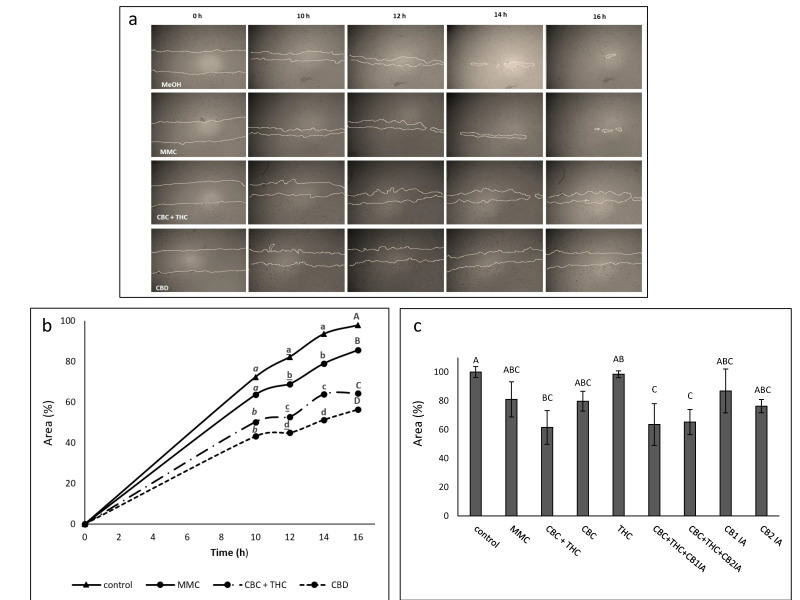 (a) Examples of pictures taken for estimation of the treatment effect of CBC + THC (8.6 + 1.4 µg/mL respectively), CBD (10 µg/mL) or Mitomycin-C (MMC, 4 µg/mL) on recovered area of confluent monolayers of T24 cell line at 0, 10, 12, 14 and 16 h. Methanol (control) treatment served as solvent (vehicle) control. (b) The effect of treatment with CBC + THC (8.6 + 1.4 µg/mL respectively) or CBD (10 µg/mL) on the recovered area of confluent monolayers of the T24 cell line. (c) The effect of treatment with CBC+THC (8.6 + 1.4 µg/mL respectively), CBC (10 μg/mL), THC (10 µg/mL) or CBC+THC (8.6 + 1.4 µg/mL respectively) with CB1 or CB2 IA (10 µM) on the recovered area of confluent monolayers of the T24 cell line at 14 h. Mitomycin-C (MMC, 4 µg/mL) served as a positive control. Methanol (control) treatment served as solvent (vehicle) control. Values are means ± SE (n = 12). Values with different letters of the same font are significantly different from all combinations of pairs according to Tukey–Kramer honest significant difference (HSD; p ≤ 0.05).