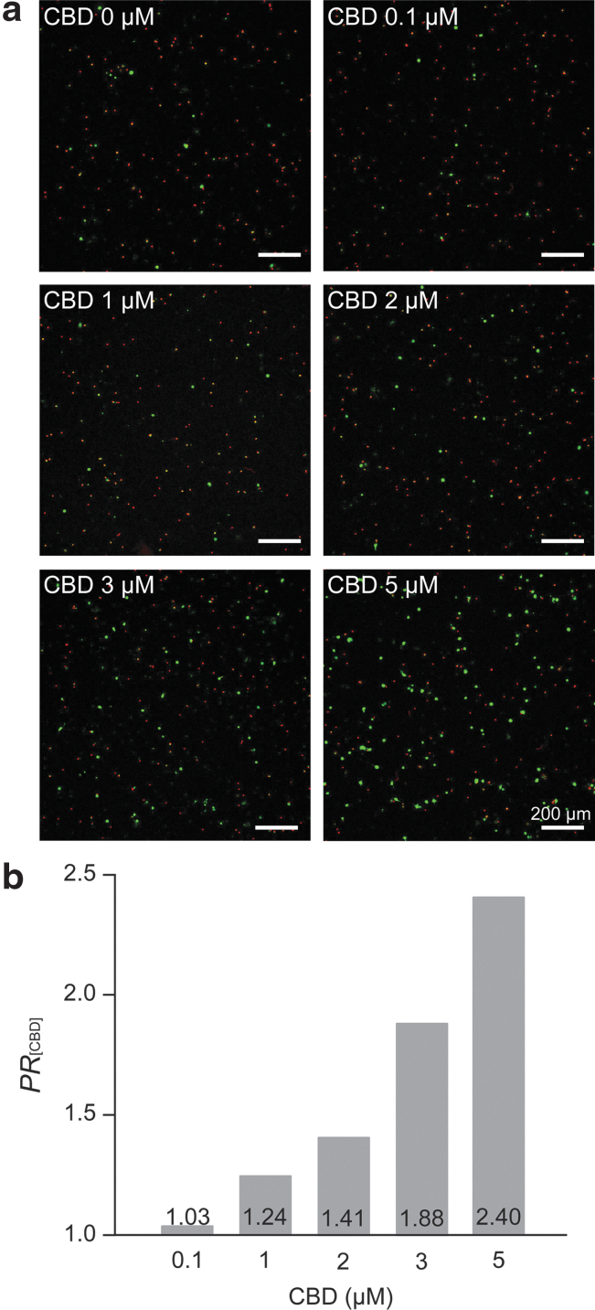 Neuroprotective effect of CBD against H2O2. Hippocampal neurons were treated with H2O2 (10 μM) and CBD (0, 0.1, 1, 2, 3, and 5 μM) at 1 DIV and incubated for 24 h. (a) CLSM images of primary hippocampal neurons after 24-h incubation with CBD and H2O2. (b) A graph of PR[CBD] versus the CBD concentration. Data are expressed as the mean %viabilities of the [+H2O2][+CBD] cases divided by the mean %viability of the [+H2O2][−CBD] case, repeated n=4 cultures, each with three replicates. The 0.1% DMSO was used for 0-μM CBD.