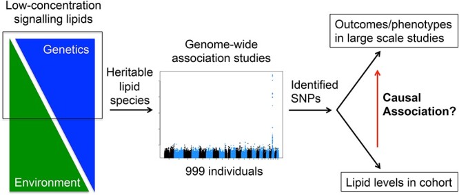 Graphical Abstract