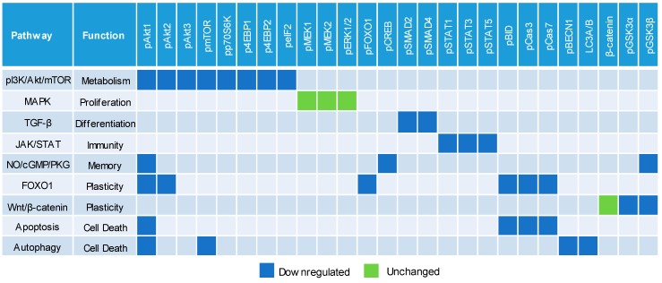 Downregulation of multiple cell signaling pathways by a CBD oil. Blue and green squares indicate downregulated and unchanged protein profiles, respectively, at 24 h post-treatment with CBD oil V1 at 100 µg/mL final CBD concentration. Squares in other colors indicate proteins that are not applicable to the given pathways.