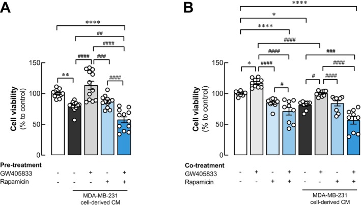 The inhibition of mTOR upon rapamycin treatment revealed the involvement of mTOR in a negative effect of MDA‐MB‐231 derived conditioned media on UMR‐106 cells. Cell viability was determined by MTT assay. UMR‐106 cells were treated with (A) MDA‐MB‐231 CM from control MDA‐MB‐231 cells and MDA‐MB‐231 cells pretreated with 15 μM GW405833, 30 nM rapamycin, and the combination of both reagents, (B) UMR‐106 cells were exposed to MDA‐MB‐231 in the presence of 15 μM GW405833, 5 nM rapamycin, and the combination of both. The results were expressed as mean ± SEM of at least three independent biological replicates with three technical replicates each. (*p < 0.05, **p < 0.01, ****p < 0.0001, while #p < 0.05, ##p < 0.01, ###p < 0.001, ####p < 0.0001).
