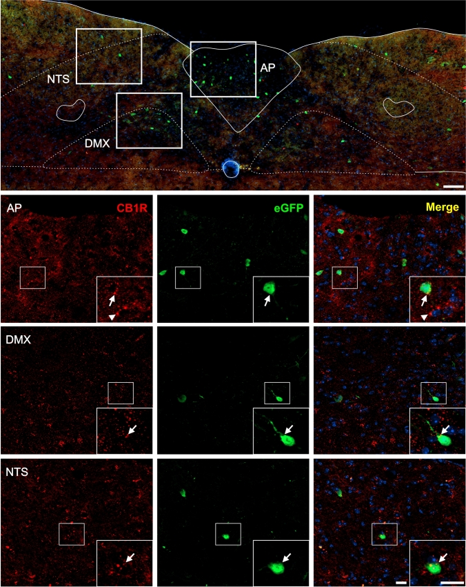 CB1R+ and eGFP+ signals in the medulla oblongata of GHSR-eGFP mice. Representative microphotograph of brain coronal section of GHSR-eGFP mice subjected to double fluorescent immunostaining against CB1R (red) and eGFP (green) showing area postrema (AP), dorsal motor nucleus of the vagus nerve (DMX) and nucleus of the solitary tract (NTS). Cell nuclei were labeled with Hoechst (blue). Insets show high magnification images of the area marked in the low magnification image. Arrows mark cells showing double eGFP+ and CB1R+ signals. Arrowheads point at stained CB1R+ signal that lack eGFP+ signal. Scale bars: 100 µm (low magnification image) and 20 µm (high magnification images).