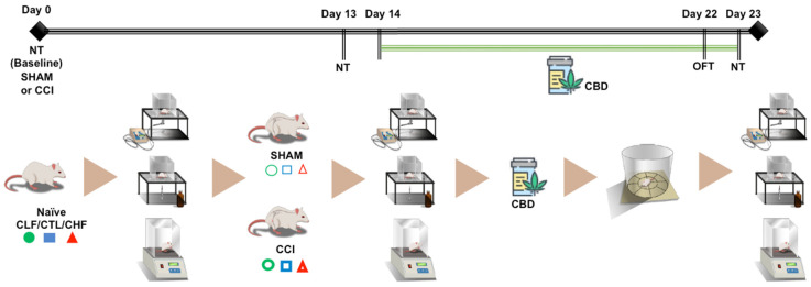 Experimental design, the apparatus of the experimental tests, and the treatment drug in the periods in which they were carried out. Carioca high- (CHF), control (CTL), and low- (CLF) freezing rats were evaluated three times throughout the chronic neuropathic pain protocol, at baseline, on the 13th day, and on the 23rd day after surgery of sciatic nerve constriction (CCI or SHAM). The tests that evaluated the sensorial-discriminative aspects follow, in sequence, the von Frey test, the acetone test, and the hot plate test. The animals were treated with cannabidiol (CBD, 5 mg/kg, daily) or VEHI from the 14th to the 23rd day, and on the 22nd day, the open field test (OFT) was performed. Abbreviations: NT: nociceptive tests.