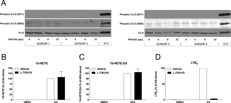 5-LO phosphorylation and activity are not involved in the synthesis of 15-LO metabolites by human neutrophils.(A) Neutrophils (107 cells/ml) were stimulated with the combination of 10 μM AA and 1 μM PAF for the indicated times. Incubations were stopped by adding 2 volumes of cold (4°C) incubation buffer. Cells were disrupted and analyzed by immunoblot for total and phopho-5-LO as described in Materials and methods. (B-D) Neutrophils (5 × 106/ml) were pre-incubated with 100 nM of the 5-LO inhibitor L-739,010 for 5 minutes then stimulated with 10 μM AA or 10 μM AEA for 15 minutes. Incubations were stopped by adding 1 volume of a cold (-20°C) solution (MeOH containing 2 ng of LTB4-D4 and 15-HETE-D8). Samples were then processed and analyzed by LC-MS/MS for 15-LO metabolite biosynthesis as described in Materials and methods. The data represent the mean (± SEM) of at least three independent experiments.