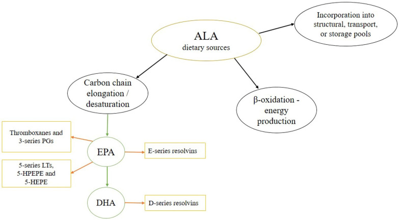 Overview of the metabolic fate of ALA. Abbreviations: ALA, alpha-linolenic acid; DHA, docosahexaenoic acid; EPA, eicosapentaenoic acid; HEPE, hydroxyeicosapentaenoic acid; HPEPE, hydroperoxyeicosapentaenoic acid; LT, leukotriene; PG, prostaglandin.
