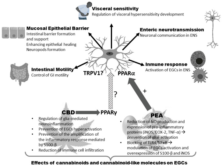 Effects of cannabinoids and cannabinoid-like molecules on enteric glial cells. +: activation; ?: indirect interaction through PPARγ. Abbreviations: CBD, cannabidiol; COX, cyclooxygenase; EGC, enteric glial cells; NFkB, nuclear factor-κB; iNos, inducible nitric oxide synthase; PEA, palmitoylethanolamide; PPAR, peroxisome proliferator-activated receptors; TNF, tumor necrosis factor; TLR4, toll-like receptor 4; TRPV, transient receptor potential vanilloid. Created with Biorender free application.