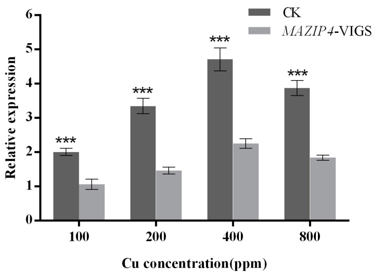 The expression level of MaZIP4 gene under Cu stress after MaZIP4 knock-down by VIGS. The error bars represent the mean ± standard deviation (SD) of the three biological replicates. Control means the negative control using the unaltered vector, pTRV2. MaZIP4-VIGS refers to the knock-down of MaZIP4 gene in the experimental group. Asterisks indicate significant differences in expression levels between the control and MaZIP4-VIGS (*** p < 0.001), based on Duncan’s multiple range test.