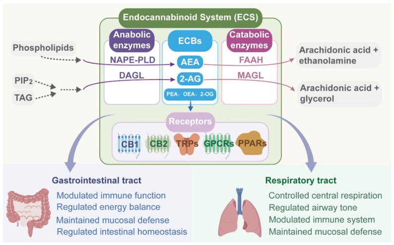 The composition of the ECS and its role in the gastrointestinal tract and respiratory tract.