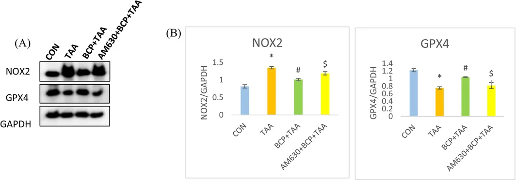 Protein expression of NOX2 and GPX4. (A) Western blots of NOX2 and GPX4. (B) Quantification of NOX2 and GPX4 protein expression (n = 3–4). *p < 0.05 CON vs. TAA, # p < 0.05 TAA vs. BCP + TAA, $ p < 0.05 BCP + TAA vs. AM630 + BCP + TAA (one‐way ANOVA followed by DMRT). CON: Control, BCP + TAA: β‐Caryophyllene+ Thioacetamide treatment, AM630 + BCP + TAA: AM630 + β‐Caryophyllene + Thioacetamide.