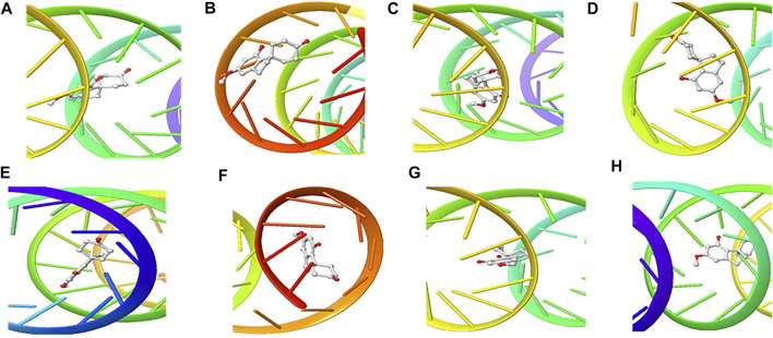 3D Interaction of Cannabispiran with Initiation and Termination Sequence of the Viral Proteins. A = Nucleocapsid Phosphoprotein Translation Initiation Site; B = Envelope Protein Translation Initiation Site; C = Envelope Protein Translation Termination Site; D = Nucleocapsid Phosphoprotein Translation Termination Site; E = ORF1ab Translation Initiation Site; F = ORF1ab Translation Termination Site; G = Surface Glycoprotein Translation Termination Site; H = Surface Glycoprotein Translation Initiation Site.