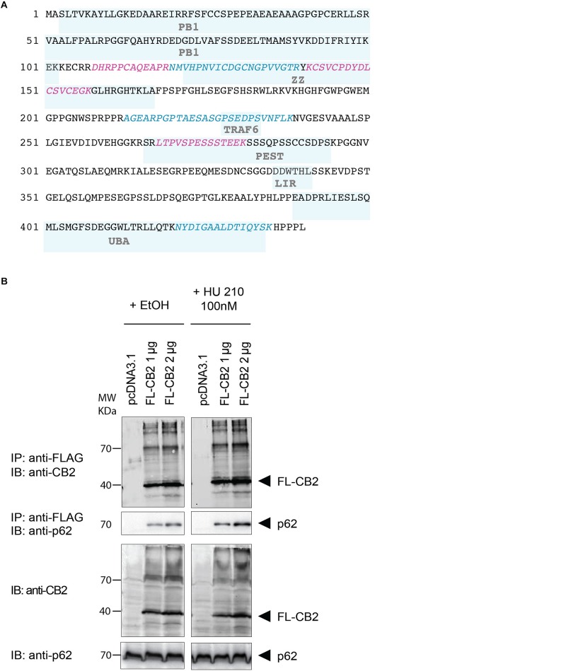(A) Protein sequence of p62 with protein domains underlaid in light blue boxes (Phox and Bem1p domain (PB1), Zinc finger-type (ZZ), TNF receptor-associated factor 6 (TRAF6), LC3-interacting region (LIR), protein sequence rich in proline (P), glutamic acid (E), serine (S), and threonine (T) (PEST), UBA. The six peptides identified after tryptic digestion by mass spectrometry are highlighted in red and blue. (B) Verification of the interaction of CB2 receptors with p62 by co-immunoprecipitation (Co-IP) of transiently overexpressed flag tagged CB2 receptors (FL-CB2) with endogenously expressed p62 in HEK293 cells. The precipitated p62 protein intensity directly correlated with the amount of transfected CB2-receptor plasmid (either 1 or 2 μg) that was not influenced by 10 min stimulation with the CB2 agonist HU-210. Representative result of n > 3.
