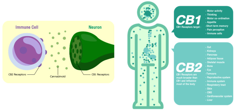 Localisation of the cannabinoid receptors and their therapeutic targets.