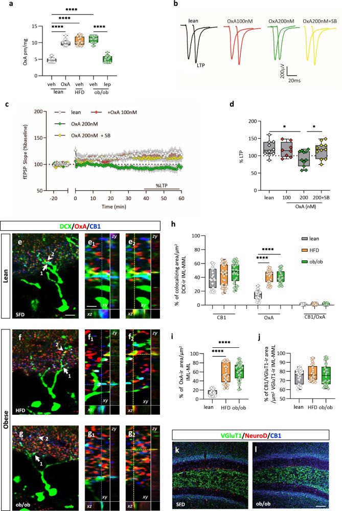 OxA increases neuronal differentiation and impairs AHN-dependent LTP in brain slices of the hippocampus.a Box plot of the OxA levels in lean + vehicle (lean), lean + OxA (40 µg/kg, i.p), HFD + vehicle, ob/ob, ob/ob + Lep (5 mg/kg). lean + veh: 4.82 ± 0.1 pmol/mg, lean + OxA: 10.10 ± 0.8 pmol/mg, HFD + vehicle = 10.57 ± 0.2 pm/mg, ob/ob + veh: 11 + 0.2 pmol/mg, ob/ob + leptin 5.02 ± 0.1 pmol/mg. n = 21 (7 mice per group in triplicate), ANOVA test and Bonferroni post hoc test, ****p < 0.0001, F = 222.1. b Representative fEPSPs recorded before and after the induction of the LTP in lean, lean + OxA 100 nM, lean + OxA 200 nM, lean + OxA 200 nM + SB 10 μM. c Plot of the fEPSP slope recorded in brain slice before and after the induction of the LTP (time 0) in the DG of lean slices, lean + OxA (100 nM), lean + OxA (200 nM) and lean + OxA + SB (200 nM OxA + SB 10 µM). n = 10 slices from four mice (lean), n = 8 slices from four mice (lean + OxA 100 nM), n = 11 slices from five mice (lean+ 200 nM OxA or lean+ 200 nM OxA+ SB), data are presented as mean values ± SEM. d Box plot of the LTP in the four experimental conditions plotted in (c). n = 10 slices from four mice (lean), slope 40−60 min post HFT: 120.5% ± 6.938% from control slices, n = 8 slices from four mice (lean + OxA 100 nM), slope 40−60 min post HFT: 116.8% ± 6.938%, n = 11 slices from five mice for lean+ 200 nM OxA and lean+ 200 nM OxA +SB groups, slope 40−60 min post HFT: 91.83% ± 6.933% and 116.1% ± 7.023% respectively. *p < 0.05; ANOVA with Bonferroni post hoc test, F = 4.90. e−g Confocal images of DCX/OxA/CB1 immunolabeling of dentate gyrus (DG) showing a wide density of distribution of CB1/DCX-ir (light blue, arrow) or OxA/DCX-ir (yellow-orange, arrowhead) colocalizing puncta in the IML-MML of lean (e) and obese (f, g) mice. e1−g2 High-power fluorescent micrographs of orthogonal stacks are shown for each respective (e−g) area; dotted lines and crosshairs are used to show 3D coordinates and define the area of interest indicated by arrows 1 and arrowheads 2 which correspond to numbered insets in (e−g). Scale bar: 10 μm (e−g) and 2 μm (e1−g2). h−j Graphs showing the percentage of CB1/DCX-ir or OxA/DCX-ir or CB1/OxA/DCX-ir colocalizing area/µm2 of DCX-ir area in the IML-MML (h), or OxA-ir area/µm2 of IML-MML area (i), or CB1/VGluT1 colocalizing area/µm2 of VGluT1-ir area in the IML-MML (j), in lean and obese mice. Graphs show box-whisker plots (including minima, maxima, and median values, lower and upper quartiles) with single values. Data are mean of the percentage ± percentage of SEM from n = 30 slices in six mice per group; Kruskal−Wallis test and post hoc Dunn’s test, ****p < 0.0001). k, l Confocal images of VGluT1/NeuroD/CB1 immunolabeling of DG in lean (k) and obese ob/ob mice (l) showing a wide density of distribution of CB1/VGluT1 (light blue) colocalizing puncta in the IML-MML. Scale bar: 200 µm. Immunolabeling was repeated n = 3 times, independently in different DG sections from n = 6 mice per group, with similar results. The box plots elements are: center line, median (Q2); square symbol, mean; box limits, 25th (Q1)−75th (Q3) percentiles; whisker length is determined by the outermost data points. Source data are provided as a Source Data file.