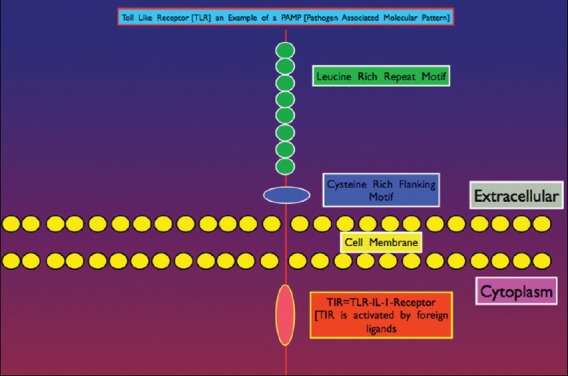 Illustration of general cellular anatomy of a TLR type Pattern Recognition Receptor (PRR). The external receptor interacts with specific Pathogen Associated Molecular Patterns (PAMPs) that translates signals to the intracellular signaling pathways for gene activation of defense mechanisms