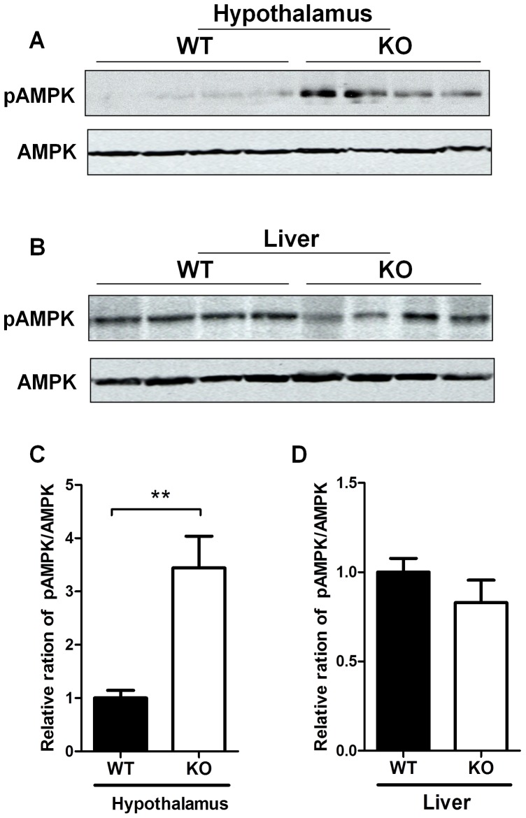 GPR26 deficiency stimulates AMPK phosphorylatoin in the hypothalamus.After 12-weeks of high-fat diet, GPR26 knockout mice (KO) and wild type littermates (WT) were fasted overnight and tissues samples were collected. Western blot analysis was carried out to determine the effect of GPR26 deficiency on phosphorylation of AMPK at Ser172, a key activation site in hypothalamus (A) and liver (B). (C–D), quantitative analysis of AMPK phosphorylation in panel A and B, respectively. N = 4, *p<0.05, **p<0.01 when compared with wild type controls.