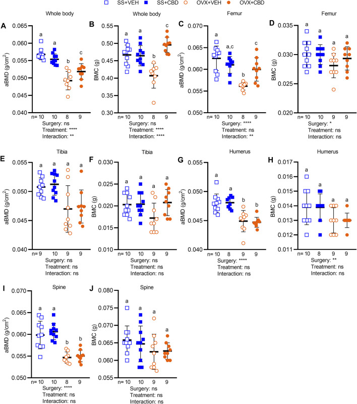 CBD alleviated bone loss in OVX mice. Areal bone mineral density (aBMD) and bone mineral content (BMC) of (A,B) whole body and individual bone samples of (C,D) femur, (E,F) tibia (G,H) humerus, and (I,J) spine as measured by DEXA. Data are presented as mean ± SD and were collected from 9 mice in OVX groups and 10 mice in SS groups, except for humerus data in the SS + CBD group where 1 humerus samples was not successfully excised. ROUT test was performed to detect outliers. 2-way ANOVA was performed followed by the Benjamini–Hochberg post-hoc test with FDR adjustment, q < 0.05.2-way ANOVA results are indicated under each graph. For posthoc test, different letters (a–c) indicate significant differences between groups.