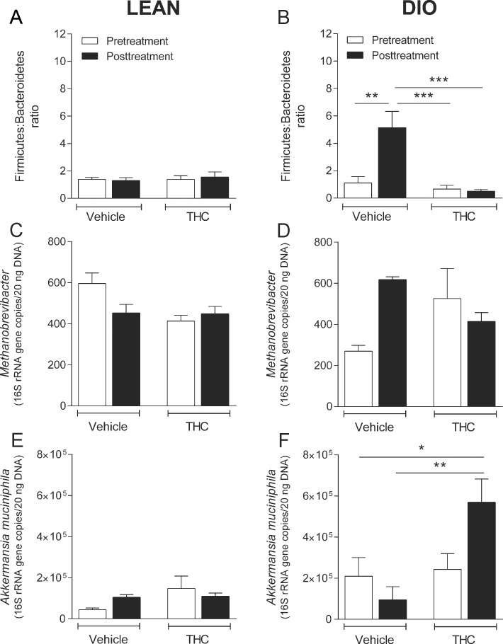 Chronic THC prevents some diet-induced changes in microbiota.Microbiota content in fecal matter of lean (A, C, E) or diet-induced obese (DIO; B, D, F) mice prior to (Pretreatment), and following (Posttreatment) chronic administration of Δ9-tetrahydrocannabinol (THC) or vehicle. Bars represent the mean ± s.e.m., n = 4–7. * P<0.05, ** P<0.01 and *** P<0.001 denotes a significant difference between the indicated groups.