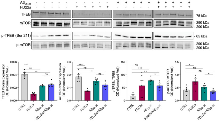 Western blot detection and quantification of TFEB, p-TFEB (S211), mTOR, and p-mTOR in U87-MG control cells, after the addition of FD22a and after treatment with Aβ25–35 alone and in the presence of FD22a. Each bar graph represents the mean ± SEM of five independent experiments. Optical density of each immunoreactive band was normalized on total protein obtained from RuBP staining. For p-TFEB and p-mTOR the expression level of TFEB and mTOR, respectively, were used as loading control. An unpaired t-test was used to compare differences among treatments (Prism 7; GraphPad Software, San Diego, CA, USA), * p < 0.05, ** p < 0.01, and *** p < 0.001. ns means not significant.