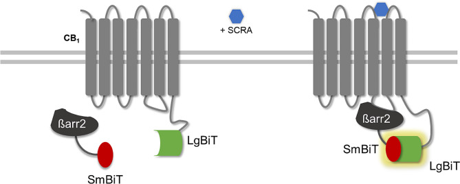 Set-up of the cell-based CB1 β-arrestin 2 (βarr2) recruitment assay. The presence of (a) SCRA(s) leads to activation of CB1, (fused to LgBiT), which initializes the recruitment of βarr2 (fused to SmBiT). Upon reassociation of the two subunits, a functional NanoLuc is restored, yielding a strong bioluminescent signal in the presence of the substrate, furimazine