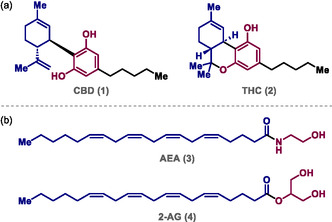 a) Structures of the phytocannabinoids CBD (1) and THC (2). b) Structures of the endocannabinoids AEA (3) and 2‐AG (4).