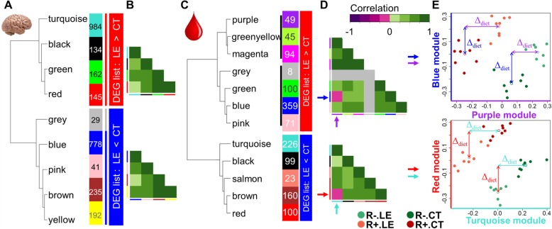 Analysis of WGCNA modules obtained for the hypothalamus and blood differentially expressed genes. Hierarchical clustering of the eigengenes of the modules detected with hypothalamus (a) and blood (b) DEG. Module colors are drawn next to module names, with the number of genes in the modules. Unclustered genes are in the grey module. The boxes on the right indicate whether the module contains over-expressed (LE > CT) genes (red) or under-expressed (LE < CT) genes (blue). Black lines highlight the 2 subsets distinguished by WGCNA for the LE > CT DEG list. c Heatmap of the correlation matrix between the modules eigengenes. Note the negative correlation (pink boxes) between the purple and blue modules (top) and turquoise and red modules (bottom). d Plots of two pairs of module eigengenes from blood DEG. Top: purple vs. blue module from the LE < CT DEG list, bottom: turquoise vs. red module from the LE > CT DEG list. Δdiet is the difference between the LE mean vs. CT mean (symbolized with an empty circle) for each line