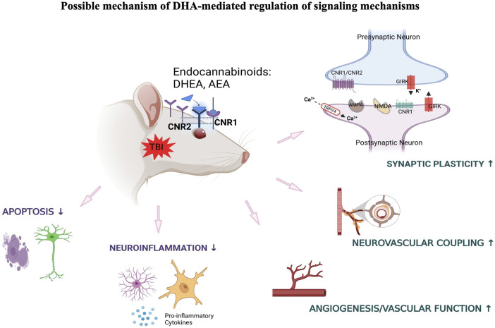 DHA-induced activation of endocannabinoid-mediated synaptic plasticity in response to TBI.