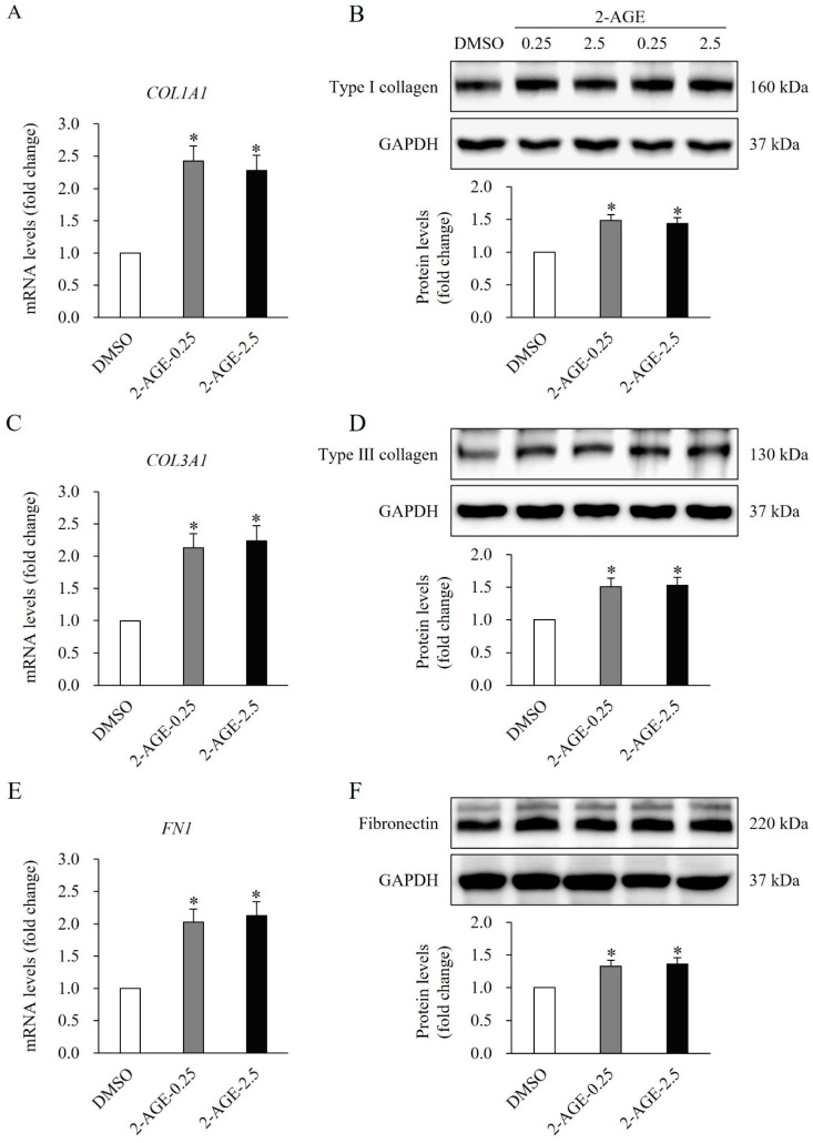 Effects of cannabinoid receptor 1 (CB1) agonist on the extracellular matrix (ECM) synthesis of HDFs. Real-time polymerase chain reaction analysis showing increased mRNA levels of (A) type I collagen (COL1A1), (C) type III collagen (COL3A1), and (E) fibronectin (FN1) in human dermal fibroblasts (HDFs) treated with 0.25 or 2.5 μM 2-arachidonyl glyceryl ether (2-AGE), a CB1-selective agonist, for 48 h compared with dimethyl sulfoxide (DMSO)-treated control cells. Western blot analysis showing increased protein levels of (B) type I collagen, (D) type III collagen, and (F) fibronectin in HDFs treated with 0.25 or 2.5 μM 2-AGE for 48 h compared with DMSO-treated cells. Data are presented as mean ± SD, n = 3 per group. * p < 0.05 vs. DMSO-treated controls, which were set to 1.0.