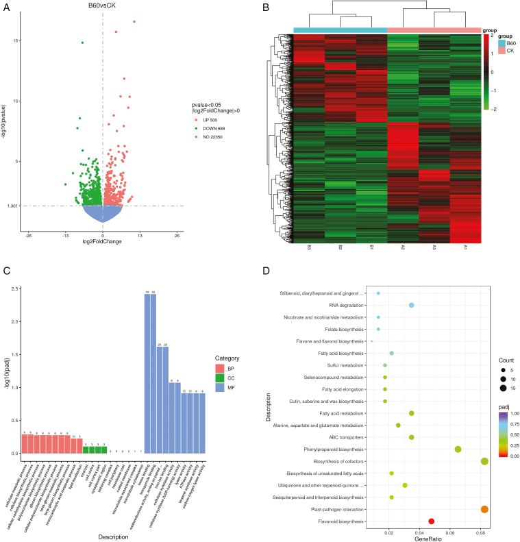Alt Text: The chart shows the screening, annotation and functional enrichment analysis of DEGs of industrial hemp after 6-BA treatment. Transcription regulation in the cell cortex plays an important role in the female flower regulation pathway of industrial hemp.