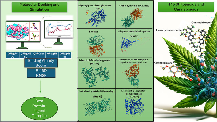The objective of this study is to identify novel antifungal agents by exploring the interactions between cannabinoids and stilbenoids derived from Cannabis sativa and eight fungal protein targets that play critical roles in fungal pathogenicity and survival. These proteins were chosen based on their essential functions of cell wall integrity, metabolic processes, stress response, and other vital cellular activities essential for the proliferation and virulence of fungal pathogens. Targeting multiple pathways aims to evaluate whether these natural compounds can effectively inhibit crucial mechanisms in fungal cells, thereby offering a potential strategy to combat antifungal resistance. Through molecular docking and dynamics simulations, this study seeks to determine these compounds' specific binding affinities, stability, and pharmacokinetic properties, laying the groundwork for future experimental validation and potential therapeutic development.