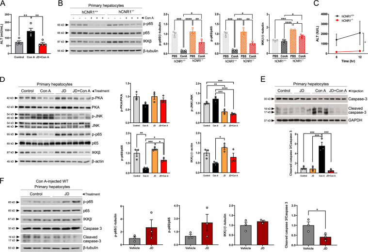 Hepatocyte-specific CB1R plays a pivotal role in response to inflammation.A Serum alanine aminotransferase (ALT) levels (mU/mL) in Con A-administered wild-type mice (n = 4 per each group). C57BL/6J background mice were injected intraperitoneally with vehicle (DMSO) or JD-5037 (3 mg/kg). After 1 h, they were given Con A (5 mg/kg) via tail vein and 6 h later blood was collected for ALT levels. B hCNR1+/+ and hCNR1−/− mice were injected with vehicle (PBS) or Con A (5 mg/kg). Hepatocytes were isolated 6 h later and cultured overnight. Protein expression levels of phosphorylated and total p65 and IKKβ were measured by immunoblotting. C ALT levels in the medium of the hepatocytes in response to Con A treatment (50 μg/mL) after 6- and 12-h. D Hepatocytes were isolated from C57BL/6J mice (n = 4) and treated with JD-5037 (100 nM). After 4 h, PBS or Con A (50 μg/mL) were added to the media and hepatocytes incubated overnight. Proteins were extracted and protein expression levels of ratio of p-PKA/PKA, p-JNK/JNK, and p-p65/p65, and total IKKβ were quantified. E C57BL/6J mice were injected intraperitoneally with vehicle (DMSO) or JD-5037 (3 mg/kg). After 1 h, they were given Con A (5 mg/kg) via tail vein and hepatocytes were isolated 6 h later. Proteins were extracted from cell lysates, followed by the detection of total and cleaved caspase 3. F C57BL/6J male mice were administered Con A (5 mg/kg) via intravenous injection and then isolation of hepatocytes was conducted 6 h post-injection. After overnight incubation, hepatocytes were treated with vehicle (DMSO) or JD-5037 (10 nM) for 1 h, then proteins were extracted and immunoblotted for detection of phosphorylated and total p65, total IKKβ, and ratio of cleaved caspase 3/total caspase 3. Density of bands was quantified. Results were expressed as mean ± S.E.M. (*p ≤ 0.05, **p ≤ 0.01, ***p ≤ 0.001, and ****p ≤ 0.0001).