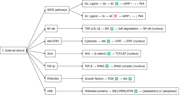 Overview of calcium-independent signaling pathways activated by external stimuli this diagram summarizes key calcium-independent signaling pathways triggered by external stimuli, including G protein-coupled receptors, nuclear factor kappa B, Janus kinase/signal transducer and activator of transcription, wingless/integrated, transforming growth factor beta, phosphoinositide 3-kinase/protein kinase B, and the unfolded protein response. Each pathway involves specific signaling molecules and culminates in transcriptional regulation, cellular adaptation, or apoptosis. Akt: Protein kinase B; ATF6: Activating transcription factor 6; cAMP: Cyclic adenosine monophosphate; Gi: Inhibitory G proteins; GPCR: G protein-coupled receptor; Gs: Stimulatory G proteins; IκB: Inhibitor of nuclear factor kappa B; IL: Interleukin; IRE1: Inositol-requiring enzyme 1; JAK: Janus kinase; LEF: Lymphoid enhancer-binding factor; NF-κB: Nuclear factor kappa B; PERK: Protein kinase RNA-like endoplasmic reticulum kinase; PI3K: Phosphoinositide 3-kinase; PKA: Protein kinase A; SMAD: Small mothers against decapentaplegic homolog; STAT: Signal transducer and activator of transcription; TCF: T-cell factor; TGF-β: Transforming growth factor beta; TNF: Tumor necrosis factor; Wnt: Wingless/integrated; UPR: Unfolded protein response.