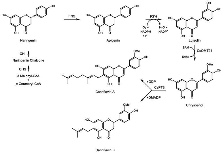Biosynthetic pathway for the formation of cannflavin A and B in C. sativa and C. indica. This terpenophenolic compound is produced from geranyl diphosphate (GDP) or dimethylallyl diphosphate (DMADP) and the flavonoid chrysoeriol derived from naringenin in C. sativa and C. indica. SAM—S-adenosylmethionine, SAhc—S-adensoylhomocysteine. Enzymes are as follows: CHS—chalcone synthase, CHI—chalcone isomerase, FNS—flavone synthase, F3’H—flavanoid 3’ hydroxylase, CsOMT21—O-methyltransferase 21, CsPT3—prenyltransferase 3.