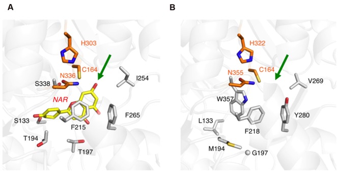 Close-up views of the enzyme active sites. (A) M. sativa CHS2 in complex with a product analog, naringenin (PDB: 1CGK), colored yellow. (B) The model structure of the ORS active site. The green arrows point to the active site entrances. The catalytic triad residues are colored orange. Only selected amino acid residues are depicted, to clearly illustrate the differences between the two enzymes.