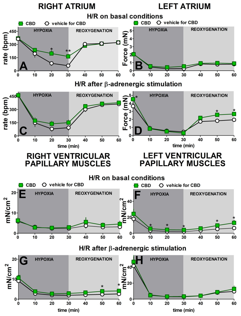Influence of β-adrenergic stimulation and cannabidiol (CBD) on time-course of hypoxia and reoxygenation (H/R) in cardiac preparations isolated from Wistar rats. Experiments were performed in basal conditions (A,B,E,F) or under previous stimulation with β-adrenergic agonist isoprenaline (0.1 nM–10 μM) (C,D,G,H). Cannabidiol (CBD) 1 µM or its vehicle was administered 30 min before the beginning of hypoxia (A,B,E,F) or before the first concentration of ISO (C,D,G,H). For details of protocols, see Figure 1. Data are given as the means ± SEM of 6–10 rats. t-test * p < 0.05, ** p < 0.01; significant effect of CBD. Student′s t-test for nonpaired data; bpm, beats per minute.