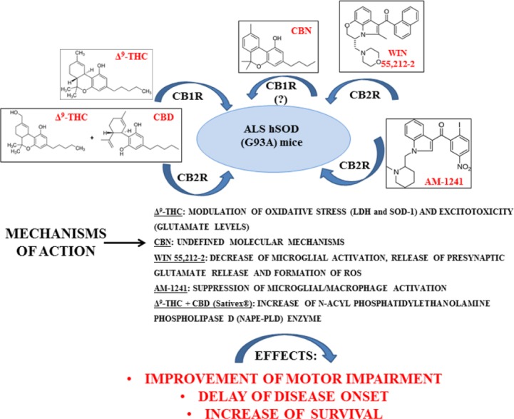 Schematic illustration of the neuroprotective mechanisms of action of cannabinoids into ALS hSOD(G93A) mice.Δ9-THC:Δ9tetrahydrocannabinol; ALS: amyotrophic lateral sclerosis; CBD: cannabidiol; CB1R: cannabinoid 1 receptor; CBN: cannabinol.