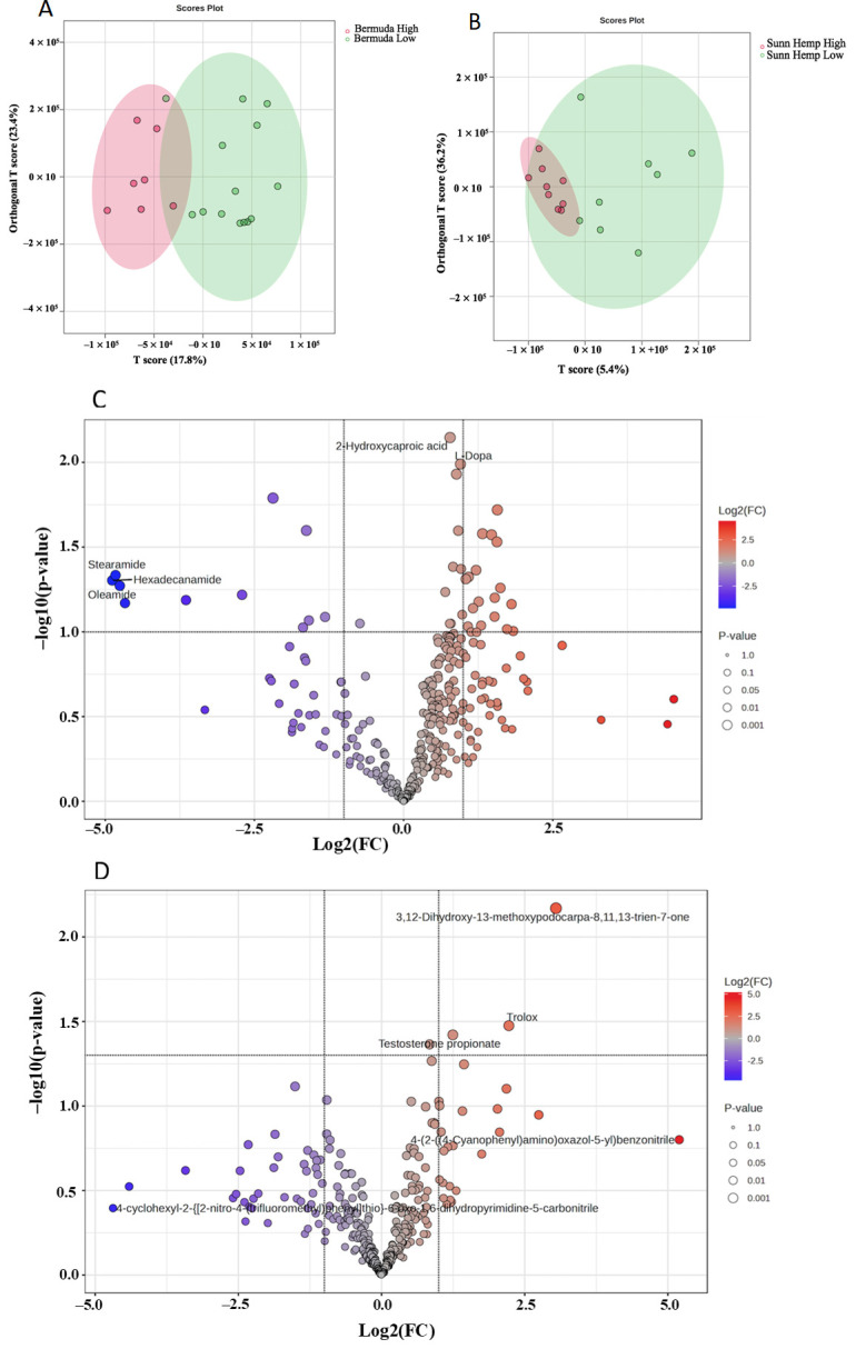 OPLS-DA score plots: orthogonal partial least squares discrimination analysis of high (red) vs. low (green) fecal egg counts of goats on Bermudagrass diet (A) or Sunn Hemp diet (B) using LC/MS data. Volcano plot of goat fecal differential metabolites between Bermudagrass (C) and Sunn Hemp (D). Red dots indicate upregulation, and blue dots represent downregulated metabolites in goats with high parasite burden.