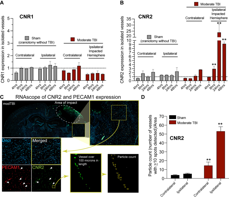 Cannabinoid Receptor 2 (CNR2) expression is upregulated following a traumatic brain injury (TBI). A, B. Microvessels were isolated at 4, 8, 24, 48 h from the contralateral or ipsilateral cortex from sham animals (craniotomy without a TBI) or animals which received a moderate TBI. qPCR was performed to determine the gene expression of the cannabinoid receptor 1 (CNR1) and CNR2. CNR1 levels were unchanged between sham and TBI over time (A). CNR2 expression increased in the area of impact in the TBI animals (B). C. RNA scope was performed to further confirm the increase in CNR2 (Green) was in localized in microvessels. Vessels were identified to be positive for the endothelial marker gene PECAM1 (Red). Dapi (blue) was used to identify cell nuclei. D. Analysis was performed using Aivia software (Leica) to quantify the number of vessels which contained >10 CNR2 spots along a vessel. The ipsilateral side of TBI animals had significantly greater numbers of vessels containing >10 CNR2 spot. All experiments were performed with n=3 animals for each group.