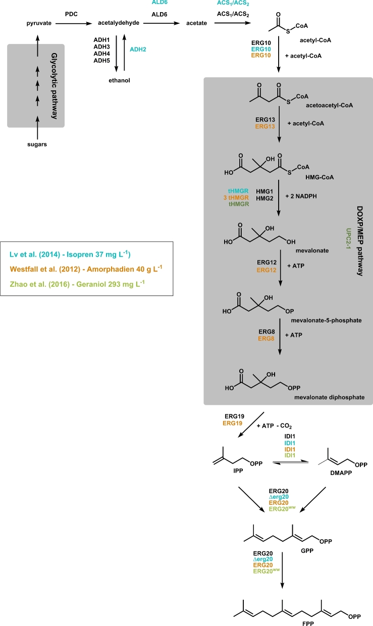 Isoprenoid formation in S. cerevisiae. The isoprenoid biosynthesis starts with acetyl-CoA, which is derived from the glycolytic pathway. At the end of the MVA, the both isoprenoids IPP and DMAPP are formed. Subsequently, GPP and FPP are formed by the ERG20 protein. The different colors represent the different strategies applied for improved isoprenoid production. HMG-CoA—3-hydroxy-3-methylglutaryl coenzyme A, IPP—isopentenyl diphosphate, DMAPP—dimethylallyl diphosphate, GPP—geranyl diphosphate, FPP—farnesyl diphosphate, PDC—pyruvate decarboxylase, ADH1-5—alcohol dehydrogenase, ALD6—aldehyde dehydrogenase, ACS1/ACS2—acetyl-coA synthetase, ERG10—acetyl-CoA C-acetyltransferase, ERG13—3-hydroxy-3-methylglutaryl-CoA synthase, tHMGR—truncated 3-hydroxy-3-methylglutaryl-CoA reductase, ERG12—mevalonate kinase, ERG8—phosphomevalonate kinase, ERG19—mevalonate diphosphate decarboxylase, IDI1—isopentenyl diphosphate:dimethylallyl diphosphate isomerase, ERG20—farnesyl diphosphate synthetase, ERG20WW—ERG20-F96W-N127W, Δerg20—ERG20 knock out, UPC2-1—sterol regulatory element binding protein.