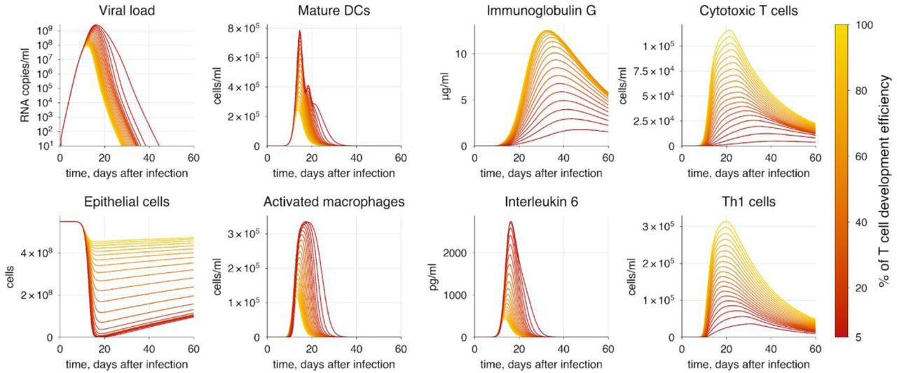 The baseline model solution with impaired T cell development due to immunosuppression. The varying parameters represent the rates of CD4+ and CD8+ T cell proliferation. The transition from yellow to red indicates increasing severity of COVID-19.