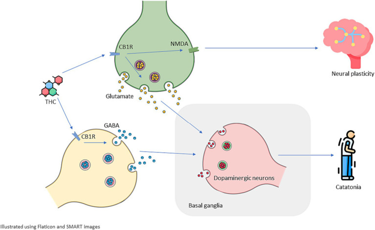 Schematic illustration of possible mechanisms underlying cannabis-induced catatonia and its recurrence. Delta-9 tetrahydrocannabinol (THC) acts as a partial agonist for CB1R (type 1 cannabinoid receptor) that can be found in the endocannabinoid system including both Glutamatergic and GABAergic neurons. THC disrupts excitatory-inhibitory balance and dysregulated Glutamatergic and GABAergic activity dysregulate Dopaminergic activity in basal ganglia which plays a significant role in motor control, this dysregulation can manifest as catatonia. Cannabinoids are associated with changes in the density and sensitivity of NMDA receptors which can depict how THC and cannabinoids can cause long-lasting effects on brain structure and chemistry and increase a patient’s susceptibility to present with recurrent catatonia.