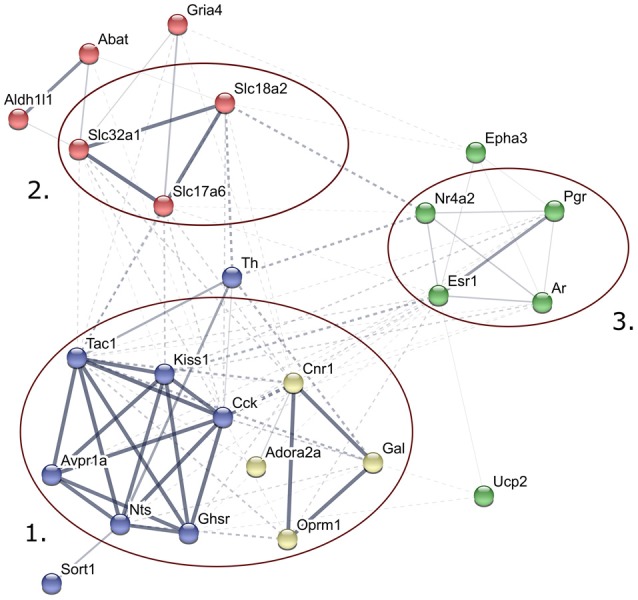 Predicted interactions among proteins encoded by genes expressed differentially in late proestrus. Network visualization of the differentially expressed proteins was achieved by STRING v10 (http://string-db.org). The clusters of neuropeptides/neuropeptide receptors coupled to G proteins (1), solute carrier proteins involved in synaptic vesicle cycle (2) gonadal steroid hormone signaling pathway (3) are prominent.