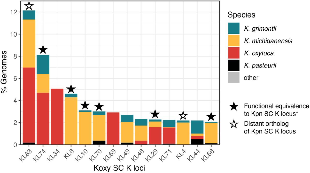 Relative frequency and species representation of the top 14 Klebsiella oxytoca Species Complex (Koxy SC) K loci.K loci observed in >2% of typeable genomes in the dereplicated dataset are shown (total n=2,192 typeable genomes). Koxy SC species representation is indicated by colour as per the legend. Stars indicate Koxy SC K loci with orthology to those defined for the Klebsiella pneumoniae Species Complex (Kpn SC); filled stars indicate direct orthologs (share an identical set of genes at the 82.5% amino acid identity threshold) or those likely to be functionally equivalent (all genes shared with ≥82.5% amino acid identity except the core gene cpsACP, which had <82.5% identity); open stars indicate more distant orthologs for which >1 gene was shared with <82.5% amino acid identity. * Functional equivalence is known for KL74, KL70, KL29 and KL66, and predicted for KL6 and KL10.