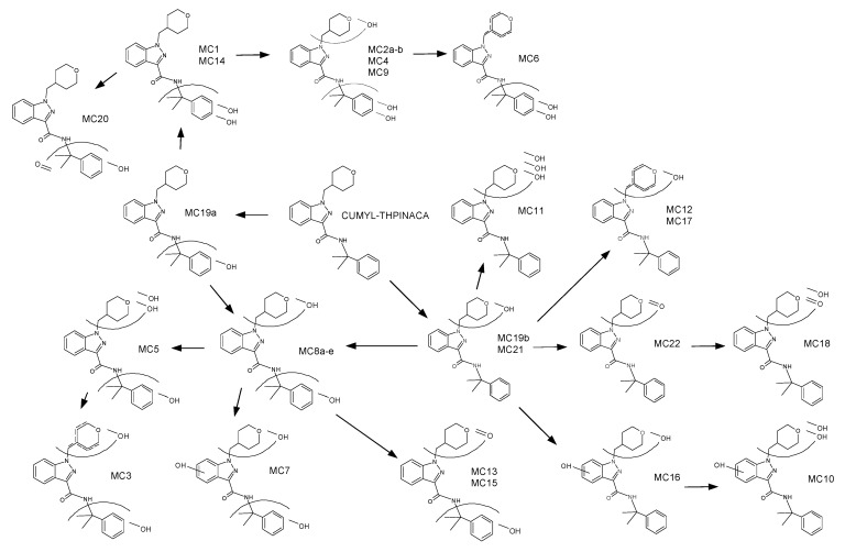 Proposed metabolic pathway for CUMYL-THPINACA.