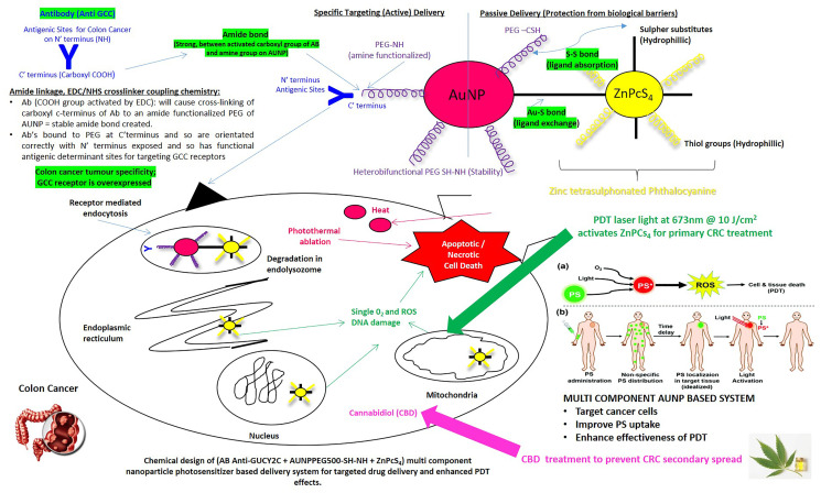 Envisaged structure, bond formation and functioning of the synthesized actively targeted PS final nanobioconjugate: ZnPcS4–AuNP-PEG-SH-NH2–Anti-GCC Ab (FNBC).