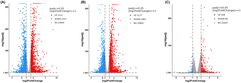 Volcano plots show global transcriptional changes following combined treatment of cannabis extract (0.07 mg/mL) and sorafenib (12.5 μM) in HepG2 cells. The x-axis represents the log2-fold change in gene expression, and the y-axis indicates statistical significance expressed as −log10 adjusted p-value. (A) Combined treatment with cannabis extract and sorafenib relative to vehicle control, (B) combined treatment with cannabis extract and sorafenib relative to cannabis extract alone, and (C) combined treatment with cannabis extract and sorafenib relative to sorafenib alone (n = 3).