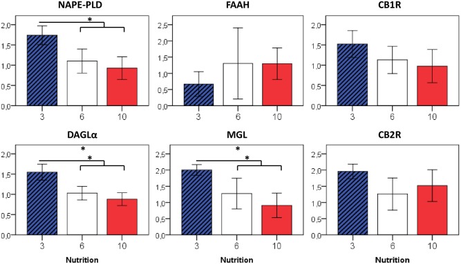 Relative gene expression of eCB-metabolizing enzymes in visceral (perigonadal) adipose tissue at P50 in relation to early postnatal nutrition.n = 4–6 males per nutrition group, * p<0.05 (ANOVA).