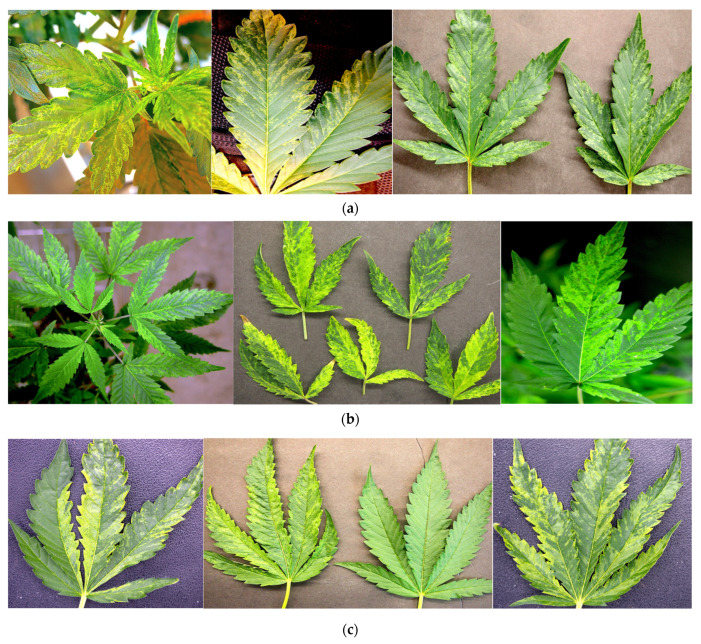 Cannabis leaves displaying symptoms of mosaic and chlorosis putatively attributed to viral/viroid pathogens were subjected to the molecular diagnostic methods described in this study. Four genotypes are shown, namely, ‘OG Kush’ (a), ‘Headband’ (b), ‘Golden Papaya’ (c), and ‘Motor Breath’ (d). By comparison, leaves with chlorotic sectors and loss of chlorophyll, characteristic of somatic mutations, are shown in (e).