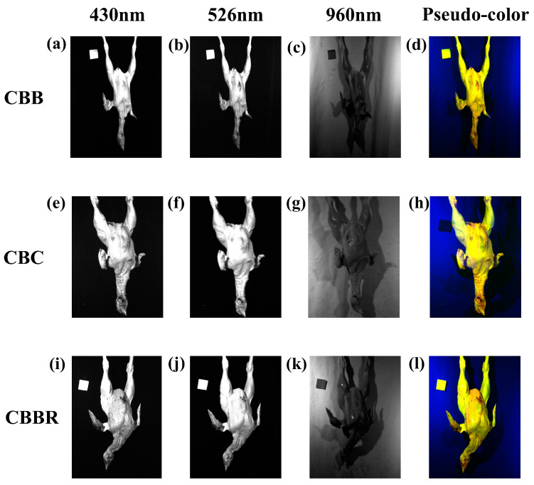 Pseudo-color images synthesized using grayscale images. The grayscale images of CBBs (a–c), CBC (e–g), and CBBRs (i–k) at 430 nm, 576 nm, and 962 nm are synthesized into pseudo-color images (d,h,l).